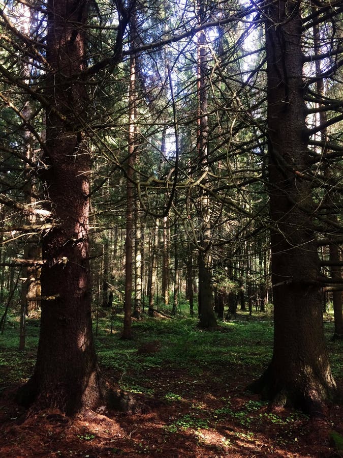 Fir trees forest stock image. Image of flora, environment 33115903