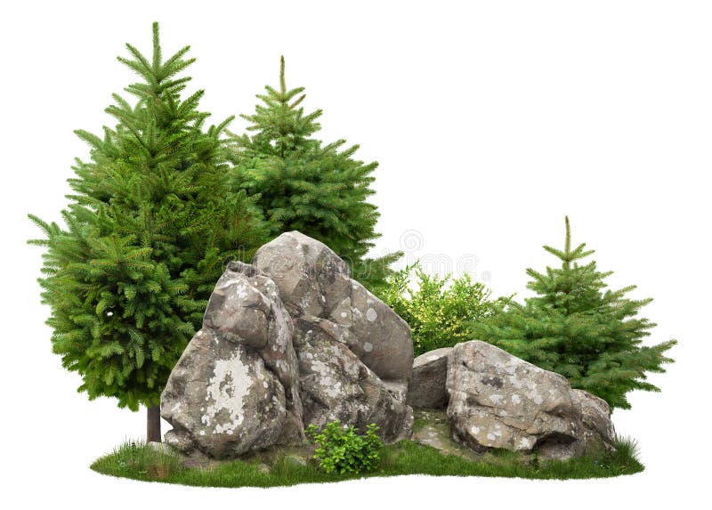 Fir trees. Garden design isolated on white background. Decorative shrub for landscaping. High quality clipping mask. Also available on transparent background in PNG format. Fir trees. Garden design isolated on white background. Decorative shrub for landscaping. High quality clipping mask. Also available on transparent background in PNG format.