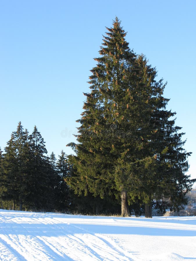 Fir trees on the hill in winter forest