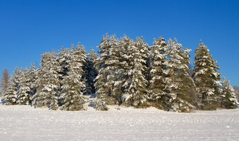 Fir trees with snow. stock photography
