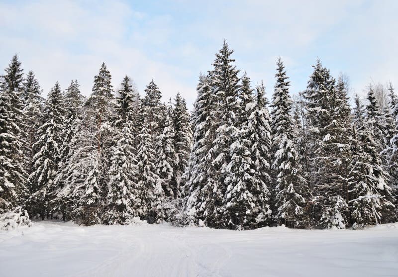 Fir trees with snow in winter forest