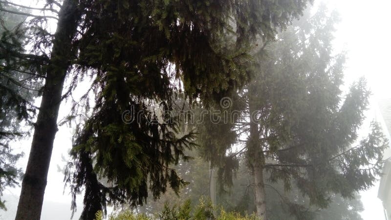 Fir trees stand in calm calm wind. Dark silhouette of an old spruce. Cloudy gray winter weather. Heavy fog in the village. The ban. On flights due to weather royalty free stock photography Fir trees stand in calm calm wind. Dark silhouette of an old spruce. Cloudy gray winter weather. Heavy fog in the village. The ban. On flights due to weather royalty free stock photography