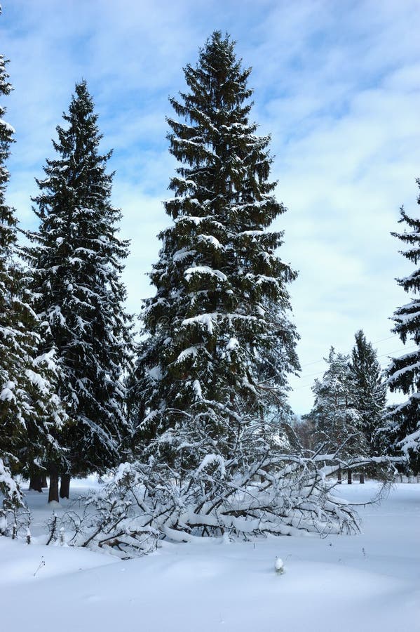 Fir trees in winter forest