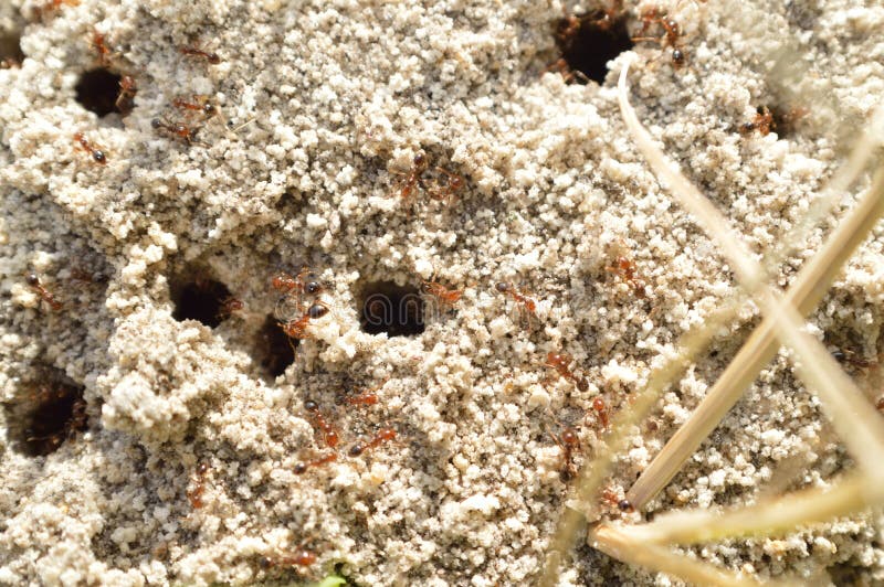 Fire ants on ant bed stock image. Image of busy, tunnel 77631977