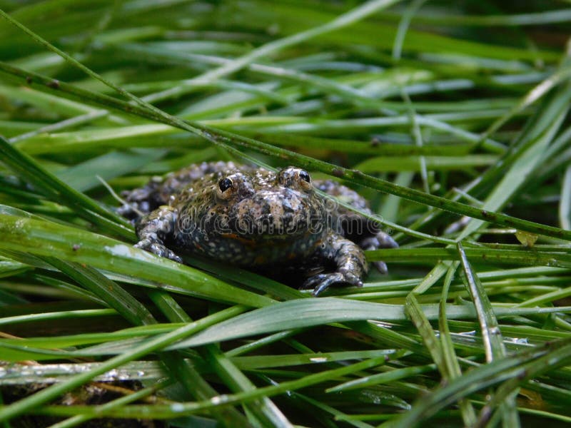 Fire belly toad in a trap stock image. Image of environment