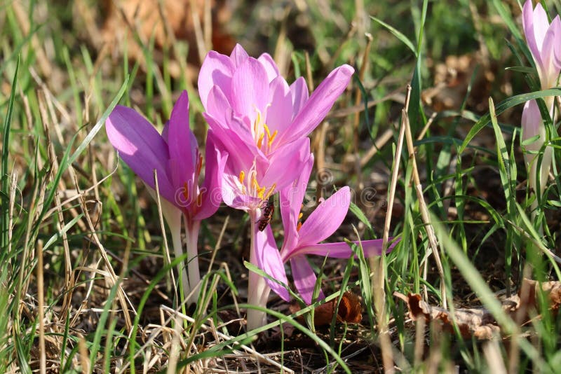 Fire bugs on Autumn crocus stock photo. Image of alkaloids - 255870334