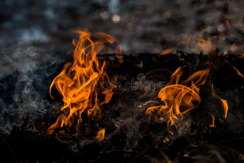 Fire, Burning Grass and Small Trees. Stock Image - Image of element ...