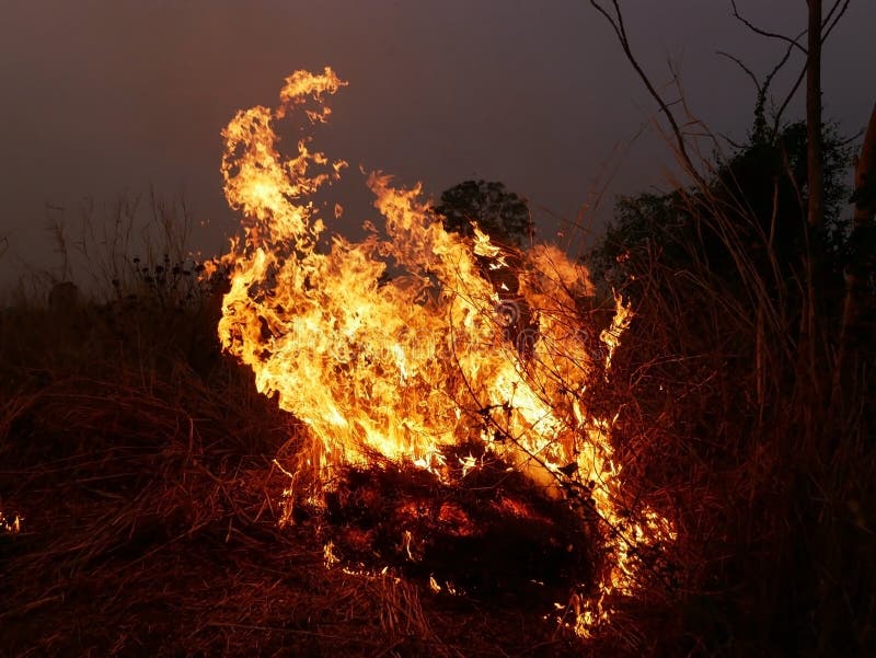 The Fire Burns Rice Straw and Hay in the Field at Night Stock Photo Image of destruction, land