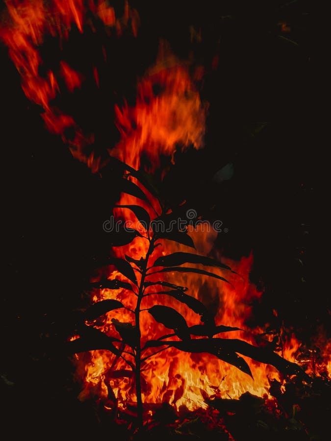 He Can Burn the Forest To the Ground in an Instant Stock Image Image