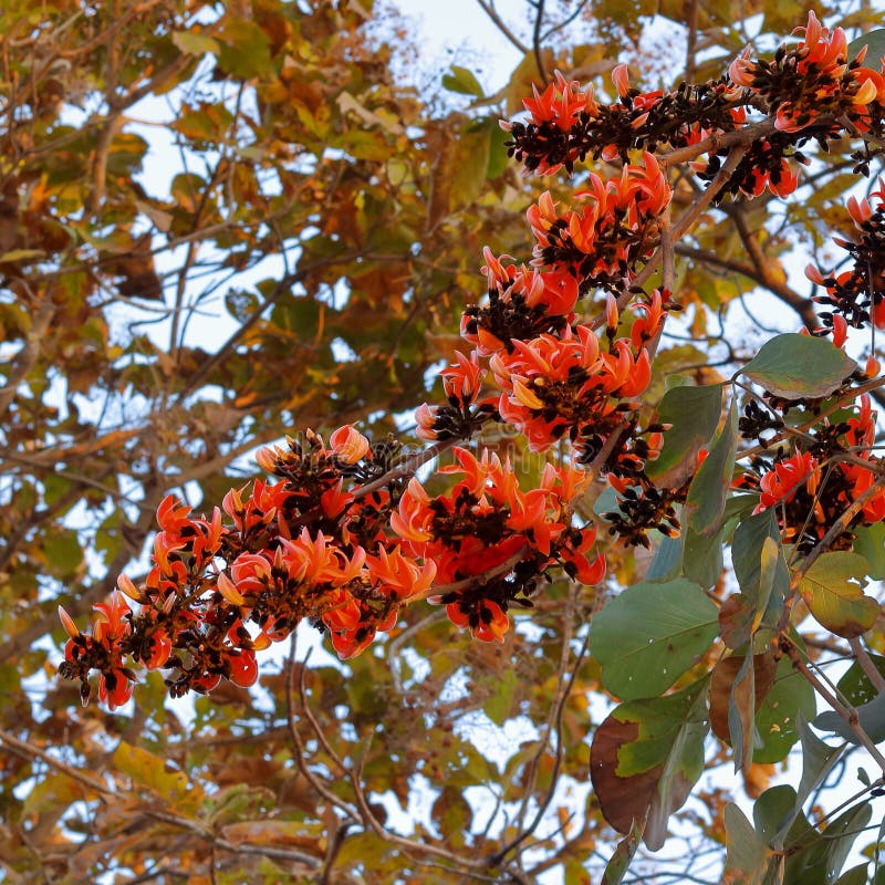 Flower of palash stock image. Image of palash, summer - 124590407