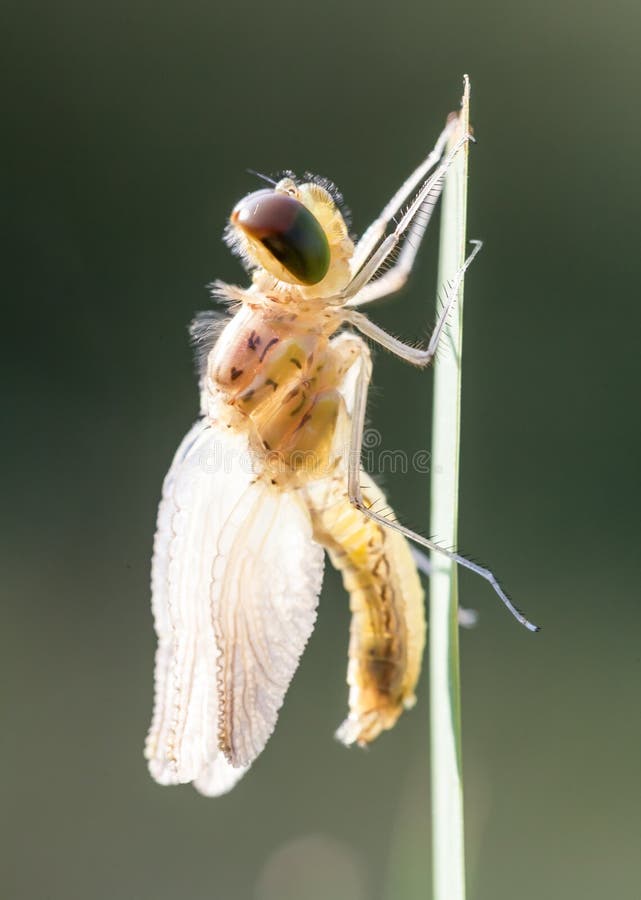 An Fire dragonfly