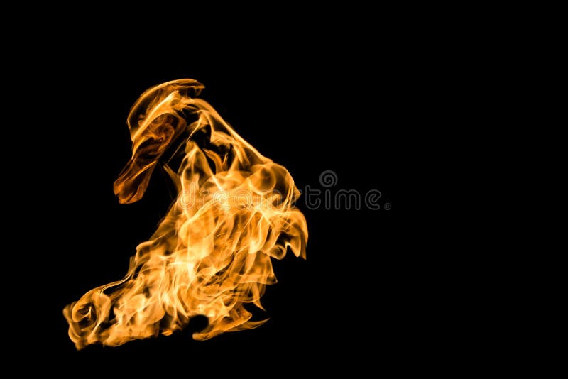 Fire flame on duck shaped on black isolated background. fire patterns royalty free stock image