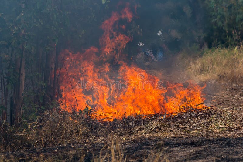 Fire in forest stock photo. Image of burnt, destroy, natural 89809530