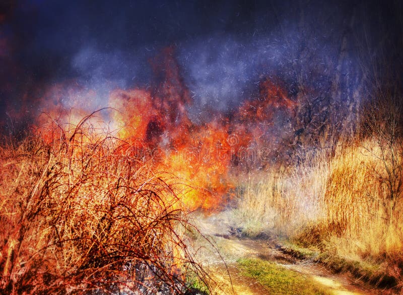 Fire in grass