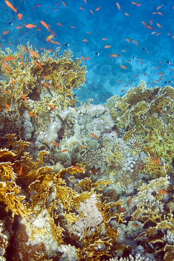 Colorful Reef,Raja Ampat,Indonesia Stock Image - Image of change, fire ...