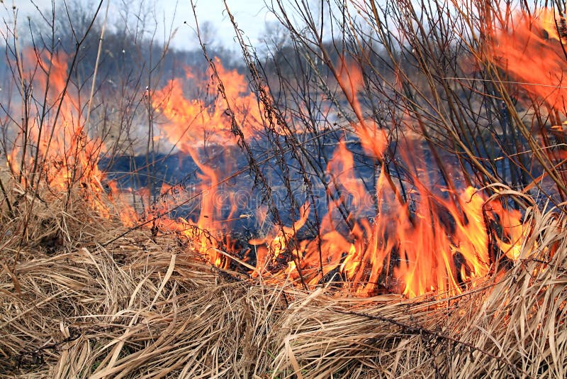 Fire in herb stock image. Image of campfire, flame, heat 13898377