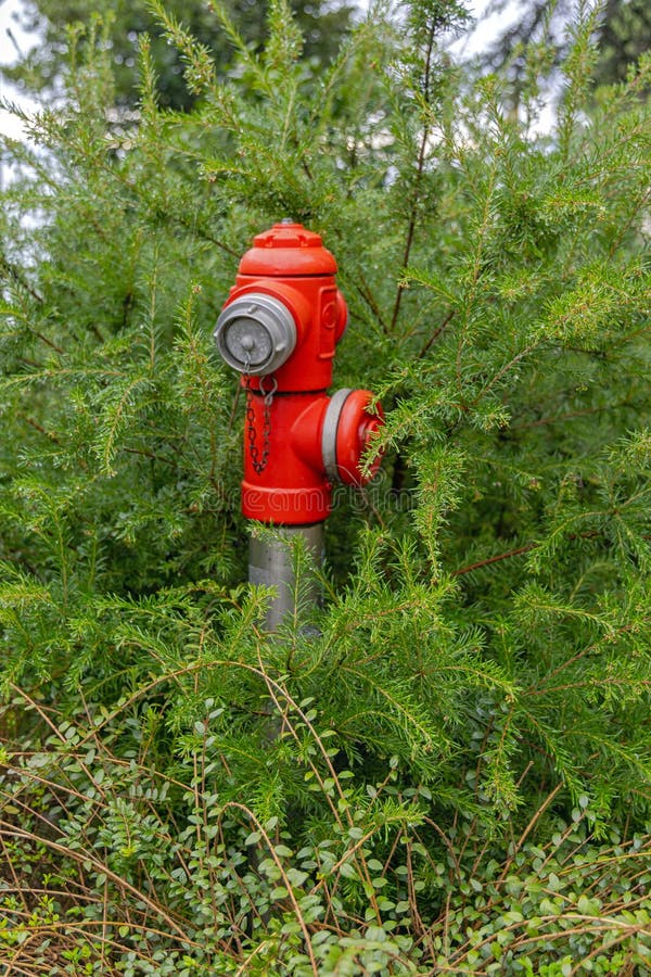 Fire Hydrant in Park stock photo