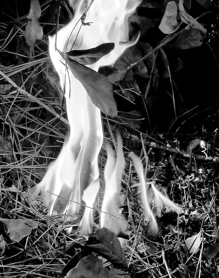 Fire light stock photo. Image of nature, campfire, leaves 129961136