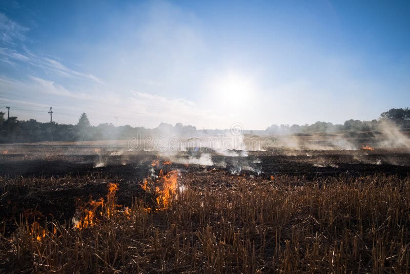 Fire, People Burning Old Grass in the Field Stock Photo - Image of ...