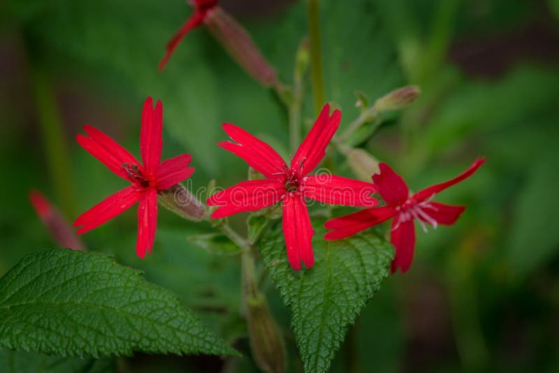 Fire Pink - Silene virginica