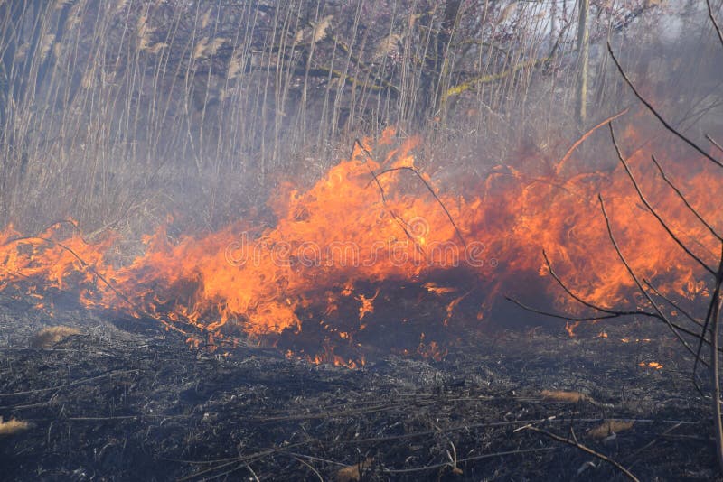 Fire on a Plot of Dry Grass, Burning of Dry Grass and Reeds Stock Image