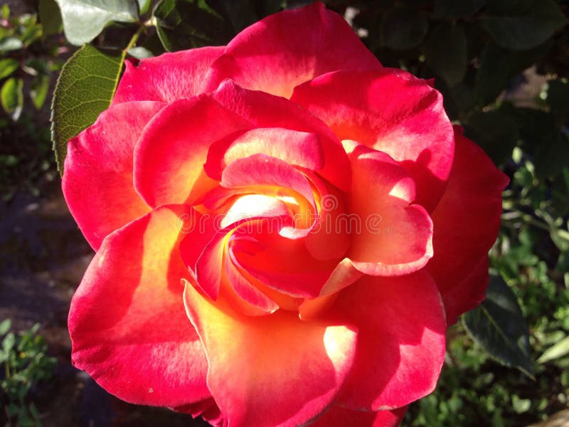 Red rose on fire stock photo. Image of flower, closeup 46747684