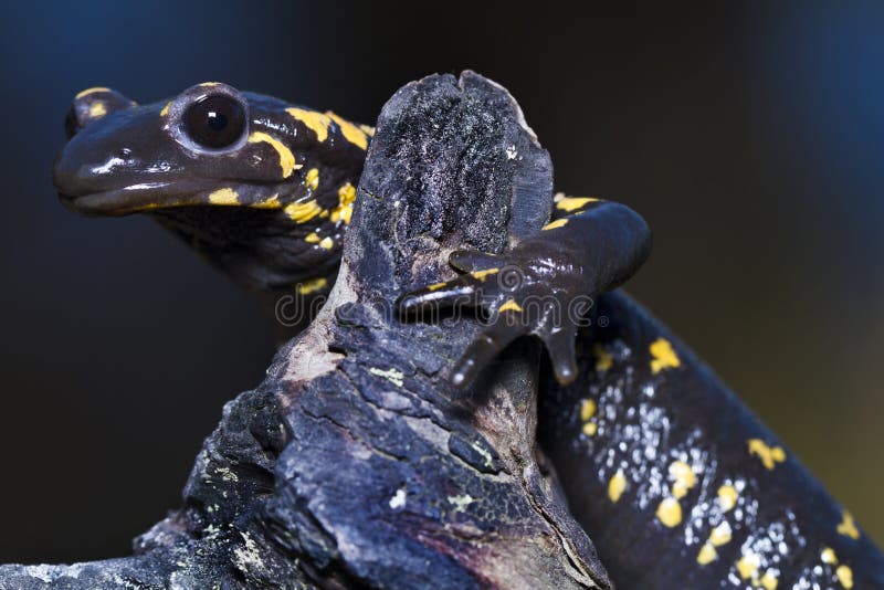 Fire salamander