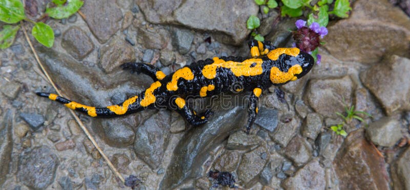 Fire Salamander in rain closeup royalty free stock photos