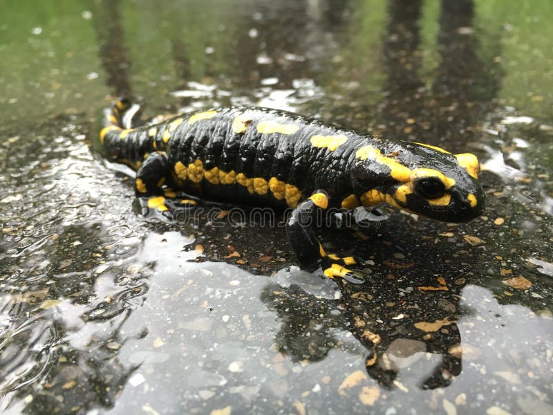 Salamandre Photos Free Royalty Free Stock Photos From Dreamstime