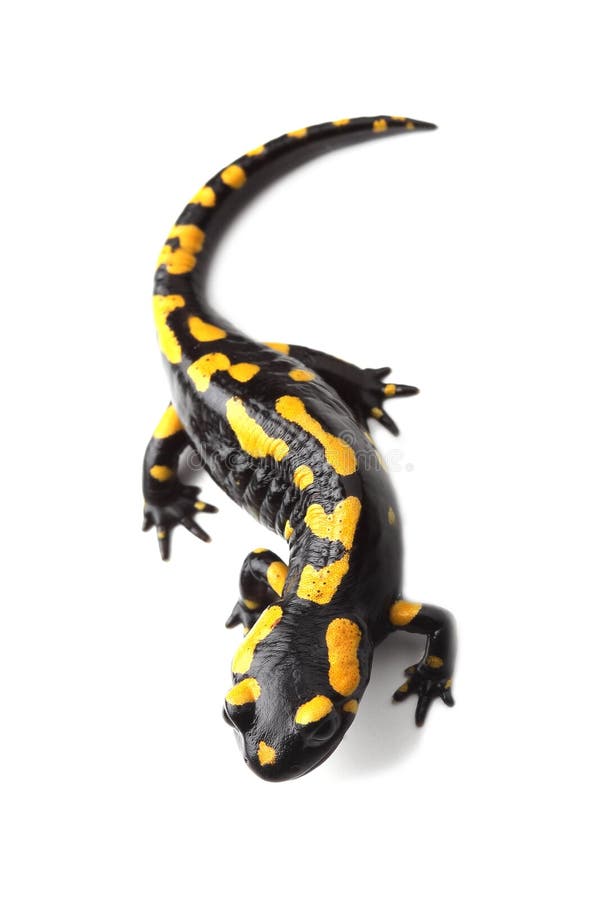 fire-salamander-salamandra-salamandra-wh