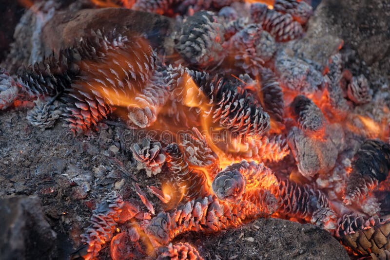 Burning cones close up stock image. Image of bonfire 29485489