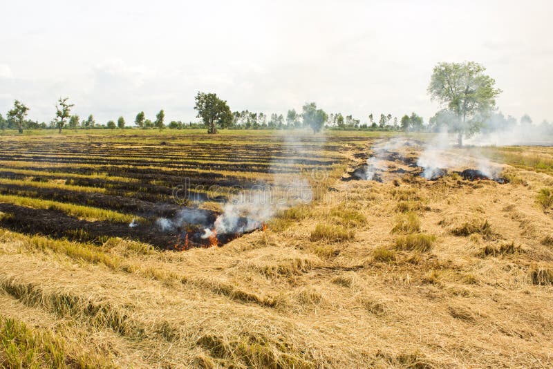 Fire was burning straw. stock photo. Image of burning 25546726