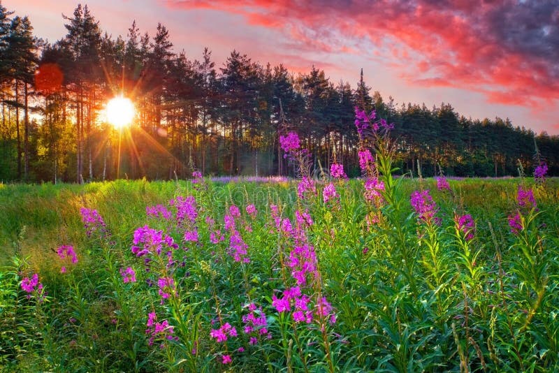 Fire weed at sunny summer evening