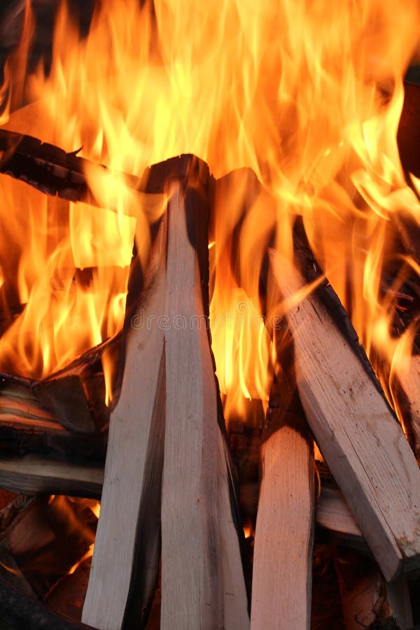 Birch in wood two stock photo. Image of firewood, birch 112769540