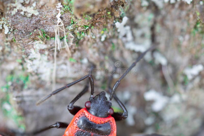 Firebug insect close up tree spring royalty free stock photography