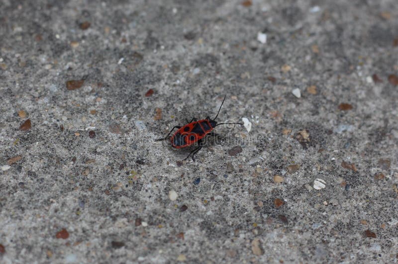 Firebug stock images