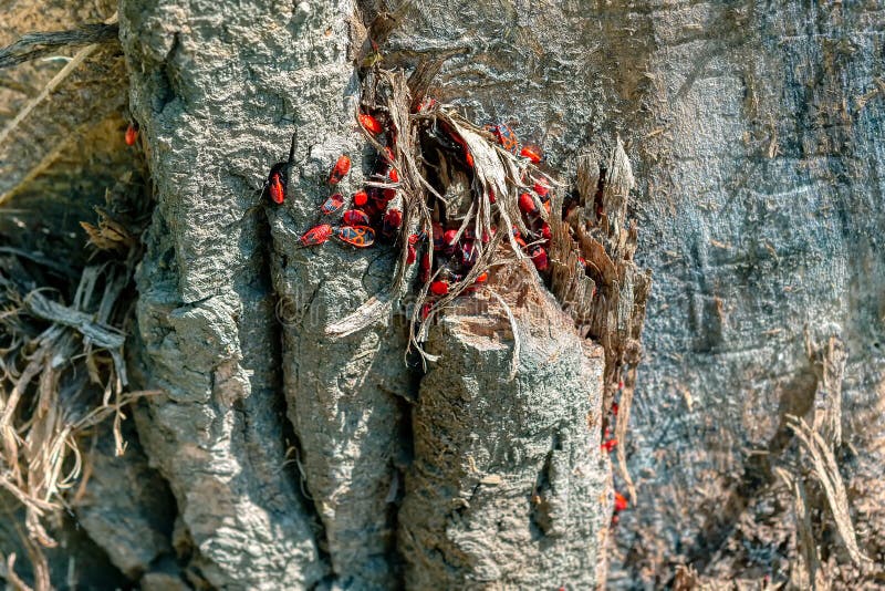 Firebug insect royalty free stock image