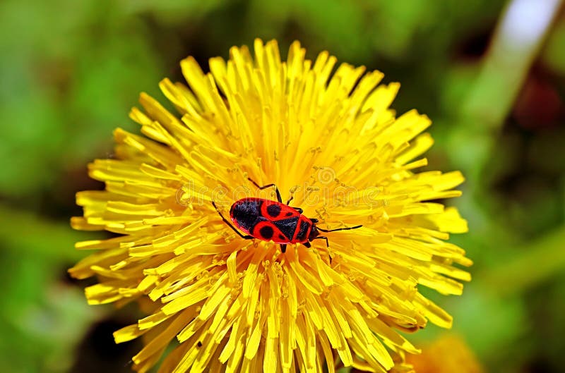 Firebug Pyrrhocoris apterus insect on the dandelion stock photos