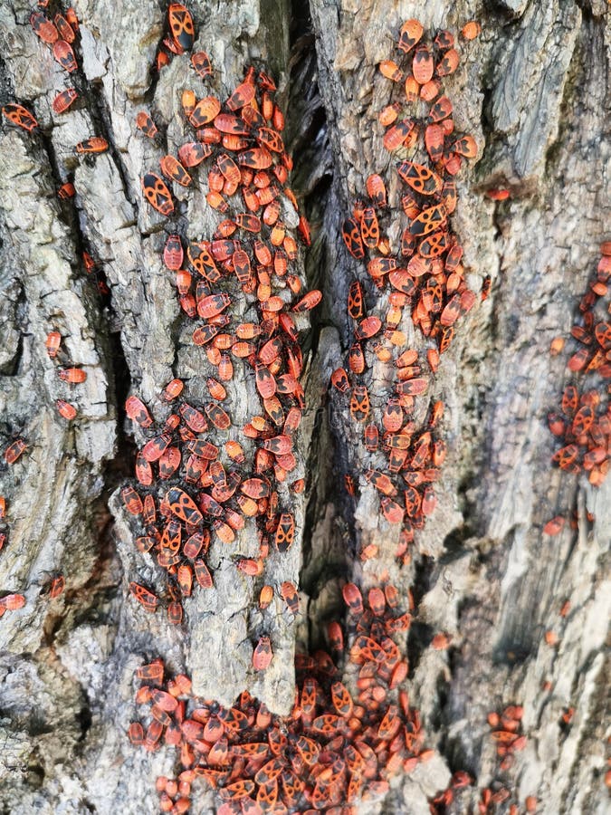 Firebug - red insect. stock photo
