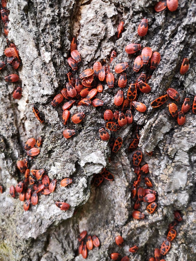 Firebug - red insect. stock photography
