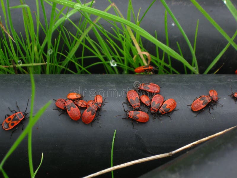 Firebugs em seu habitat natural - apterus de Pyrrhocoris foto de stock royalty free Firebugs em seu habitat natural - apterus de Pyrrhocoris foto de stock royalty free