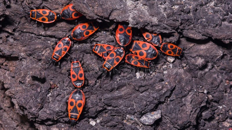 Photo of fire bugs stock photo. Image of gathered, rock - 97415408