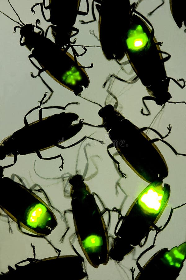 A composite image showing hundreds of fireflies flashing at night