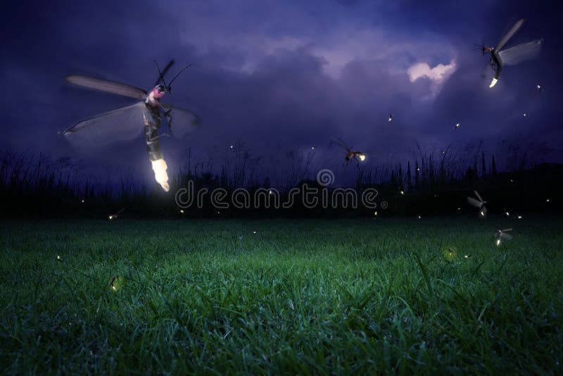 fireflies νύχτα fireflies νύχτα