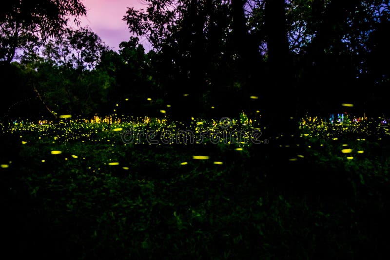 Firefly Or Fireflies Flying In The Forest At Night Time In Prachinburi Thailand Stock Photo Image Of Exposure Landscape