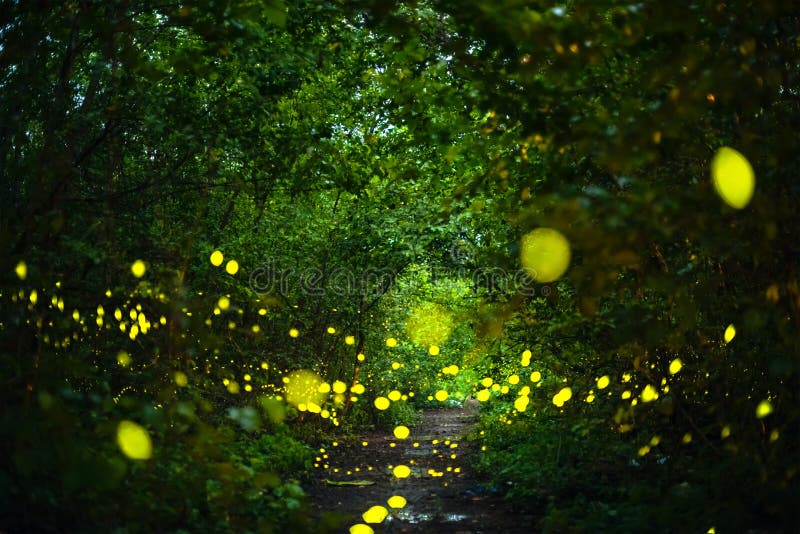 Firefly flying at night in the forest. Firefly, lightning bugs flying at night in the forest in Thailand, Lights in the night stock photo Firefly flying at night in the forest. Firefly, lightning bugs flying at night in the forest in Thailand, Lights in the night stock photo