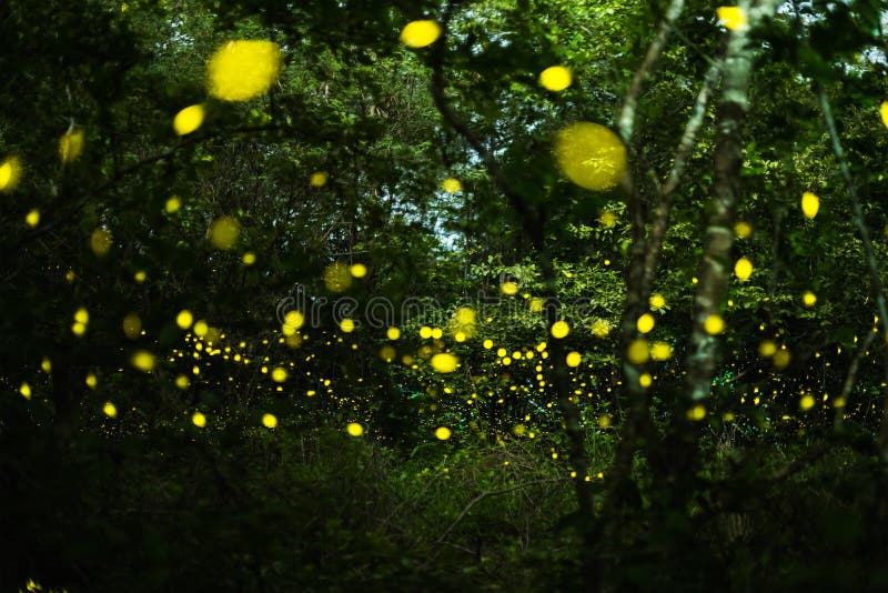Firefly flying at night in the forest. Firefly, lightning bugs flying at night in the forest in Thailand, Lights in the night animal bush dusk environment royalty free stock photo Firefly flying at night in the forest. Firefly, lightning bugs flying at night in the forest in Thailand, Lights in the night animal bush dusk environment royalty free stock photo