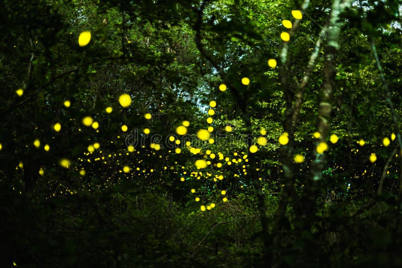 Firefly flying at night in the forest. Firefly, lightning bugs flying at night in the forest in Thailand, Lights in the night animal bush dusk environment royalty free stock image Firefly flying at night in the forest. Firefly, lightning bugs flying at night in the forest in Thailand, Lights in the night animal bush dusk environment royalty free stock image