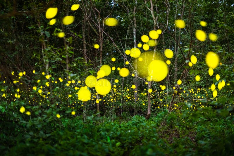Firefly flying at night in the forest. Firefly, lightning bugs flying at night in the forest in Thailand, Lights in the night royalty free stock photos Firefly flying at night in the forest. Firefly, lightning bugs flying at night in the forest in Thailand, Lights in the night royalty free stock photos
