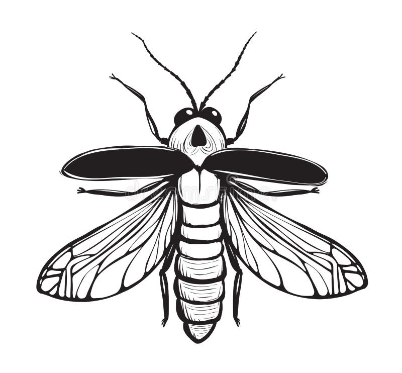 Download Firefly Insect Black Inky Drawing Stock Vector ...